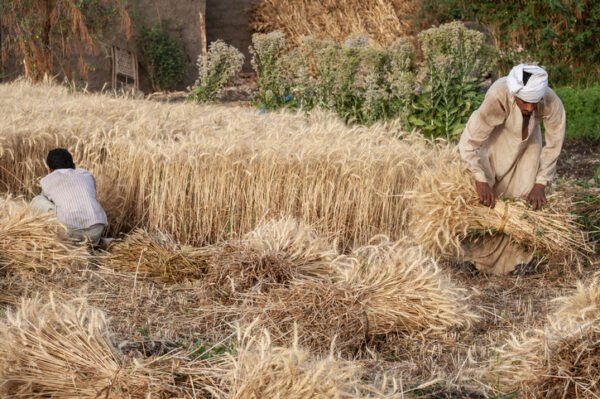 Egyptians harvest wheat in a field outside Luxor, Egypt
