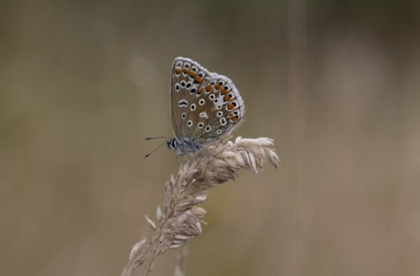 Common Blue Butterfly, Polyommatus icarus