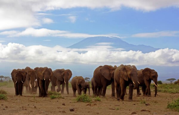 Close up of an approaching herd of elephants with (almost snowless) Kilimanjaro backdrop