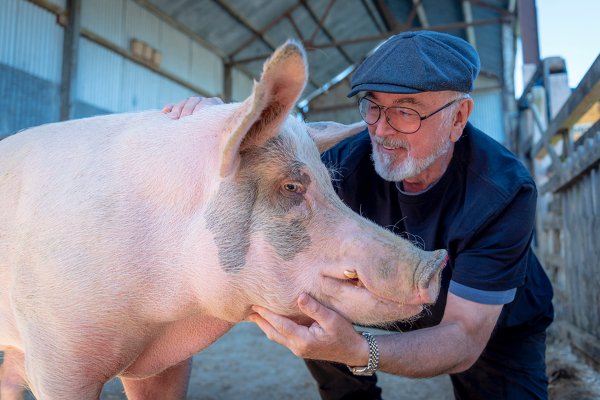 Peter Egan stroking a pig for Veganuary