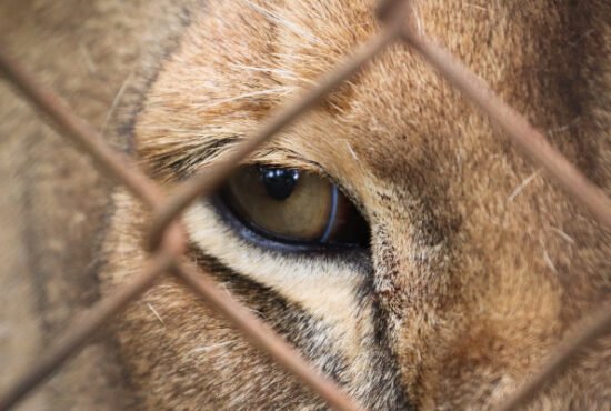 Close-up photo of the eye of a lion in captivity, through a wire fence