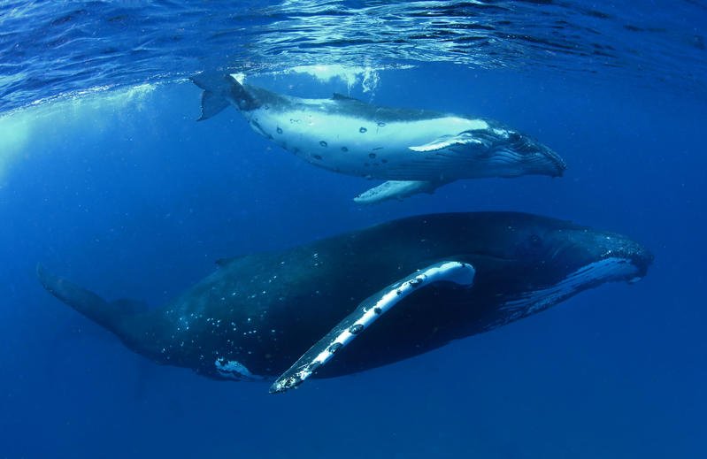 Humpback whales, enjoy the warm waters of the Pacific Ocean, Tonga.