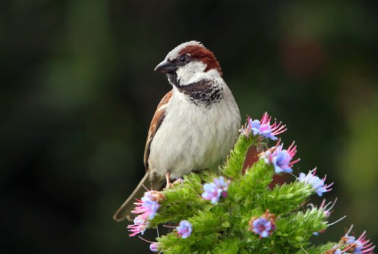 A house sparrow sits on a flowering bush on the Isle of Mull, Scotland