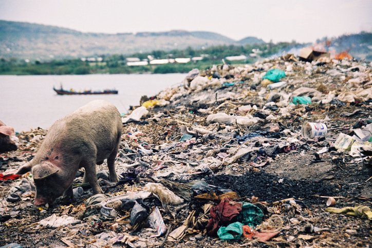 A pig looking for food on a rubbish dump next to Lake Victoria just outside of Mbita, Kisumu, Western Kenya