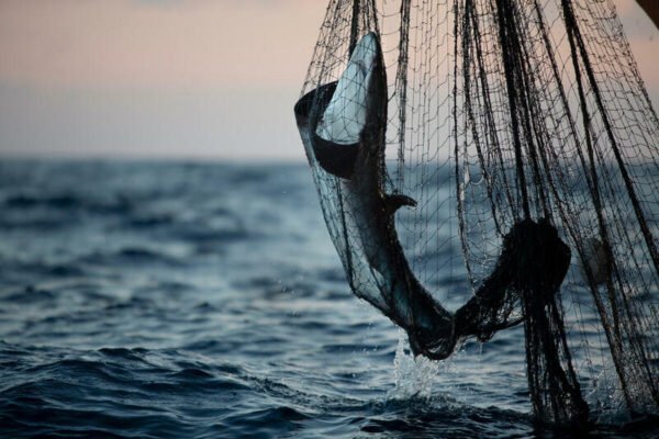A shark is hauled in as bycatch by crew onboard an Iranian flagged vessel fishing for tuna in the Northern Indian Ocean.