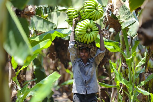 A farmer carrying a huge banana bunch in Jalgaon, India