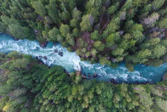 Drone view of a lush green coastal forest surronding Cheakamus River in Whistler, Canada