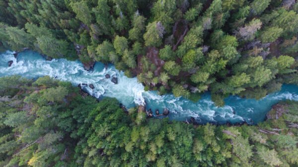 Drone view of a lush green coastal forest surronding Cheakamus River in Whistler, Canada