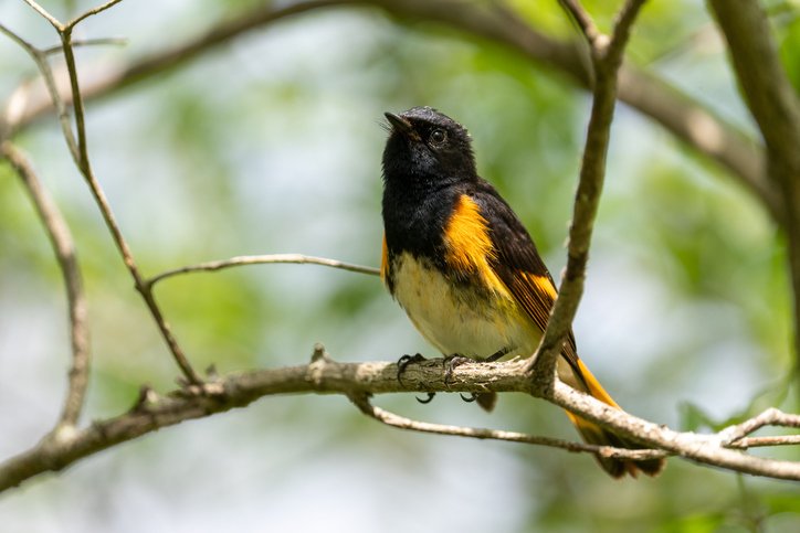 A closeup shot of an American redstart on the branch of a tree