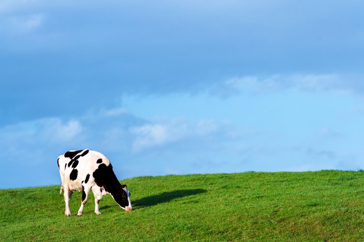A black and white dairy cow grazing on the side of a small hill in early evening sunshine