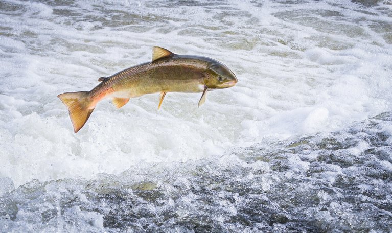 Atlantic salmon jumping out of the water