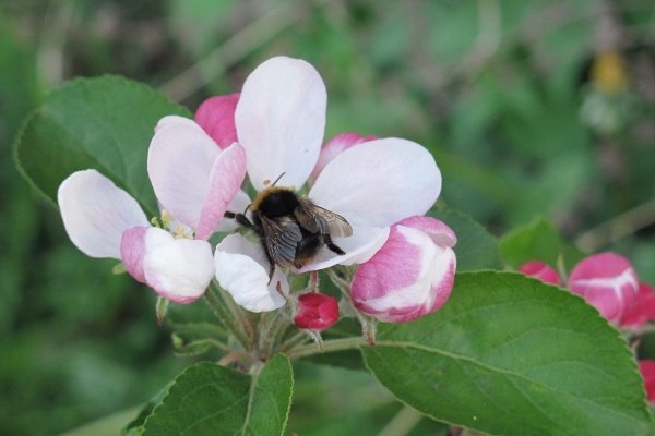 Bee on pink blossom