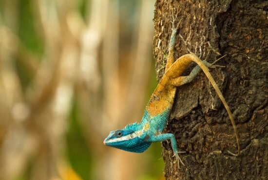 Calotes goetzi – an aggressive lizard that changes colour as a defensive mechanism