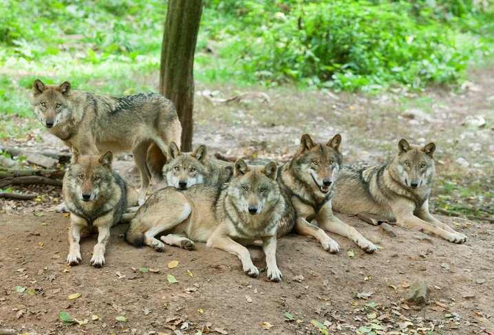 A pack of Eurasian wolves relaxing under a tree