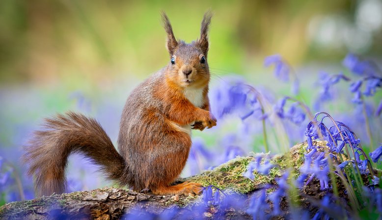 Red squirrel amongst bluebells