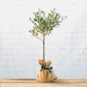 The Olive Tree Gift