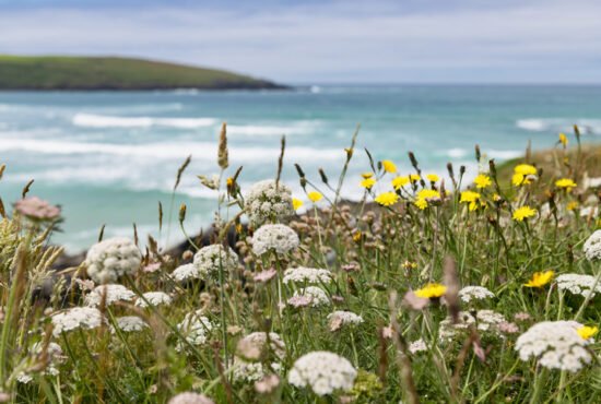 View of wildflowers and grasses over Crantock Beach, Newquay, Cornwall on a bright June day