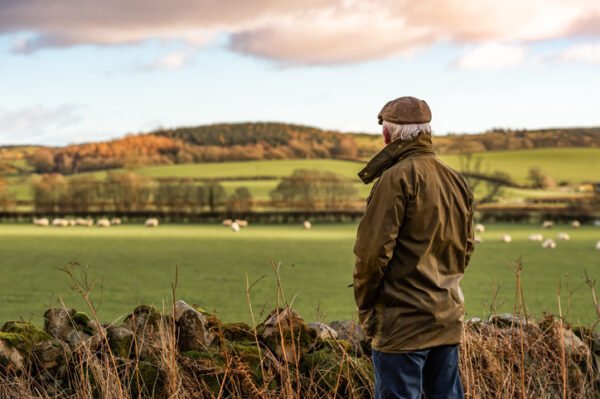 Senior man looking at field with sheep