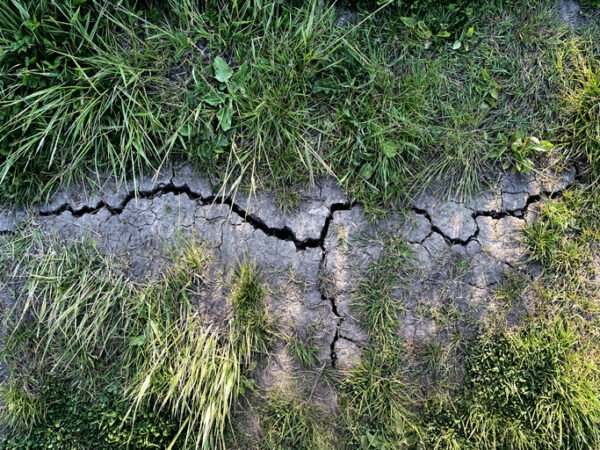 Dried, cracked footpath in Epping Forest, June 2023