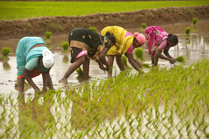 Women plant rice in paddy fields at Kanchipuram, India