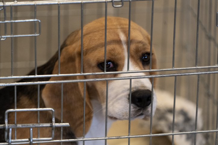 Beagle dog in a cage for experiment