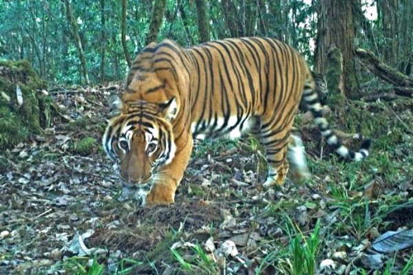Wild tiger in forest in Bhutan