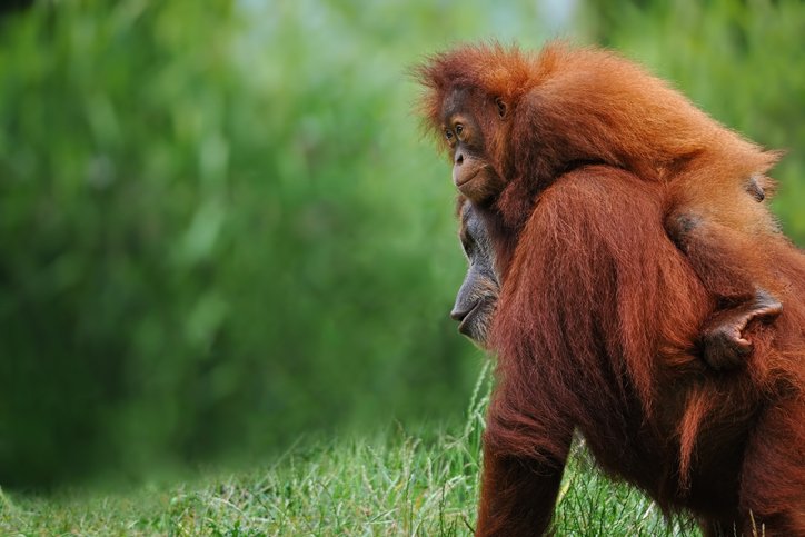 Orangutan mother with child in wild