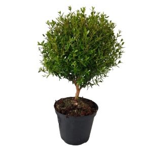The Myrtle Tree Gift