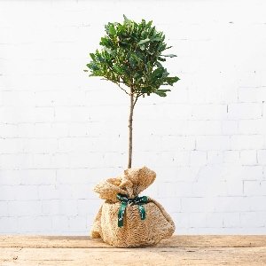 The Bay Tree Gift