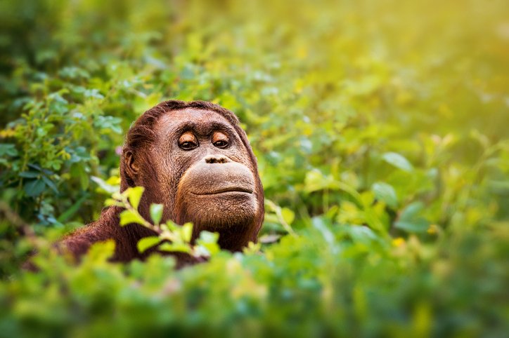 Peeking orangutan portrait