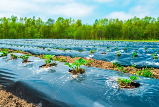Rows of strawberry on ground covered by plastic mulch film on a farm