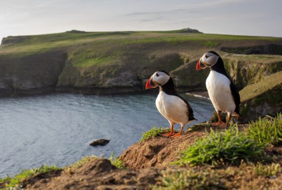 A pair of puffins against the green coastal backdrop of Skomer Island, Pembrokeshire, Wales