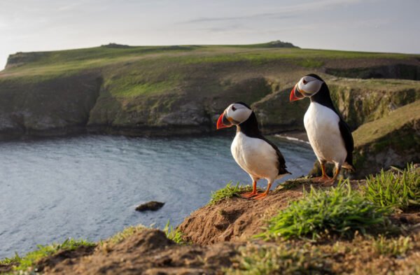 A pair of puffins against the green coastal backdrop of Skomer Island, Pembrokeshire, Wales