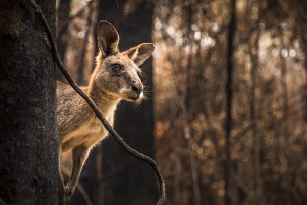 Worried kangaroo in burnt forest after bushfires swept through during an Australian summer