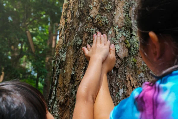The hands of a mother and a little girl touch an old tree on a large tree trunk