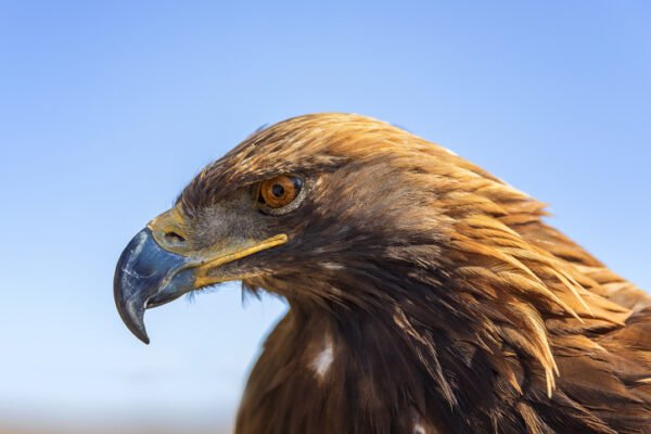 Close up of Steppe eagle