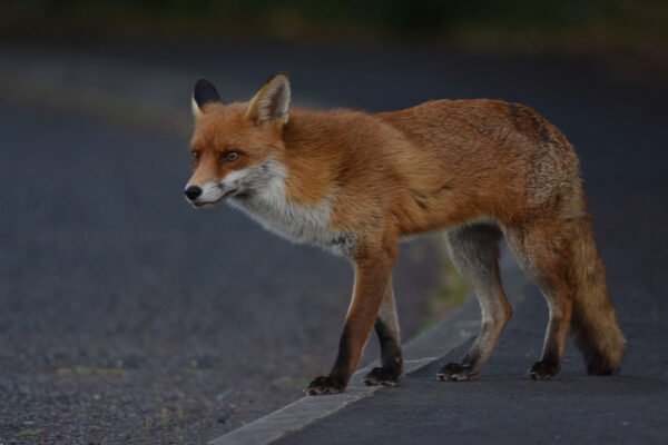 Red fox at side of road