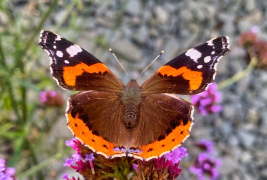 Red admiral butterfly sitting on a garden flower