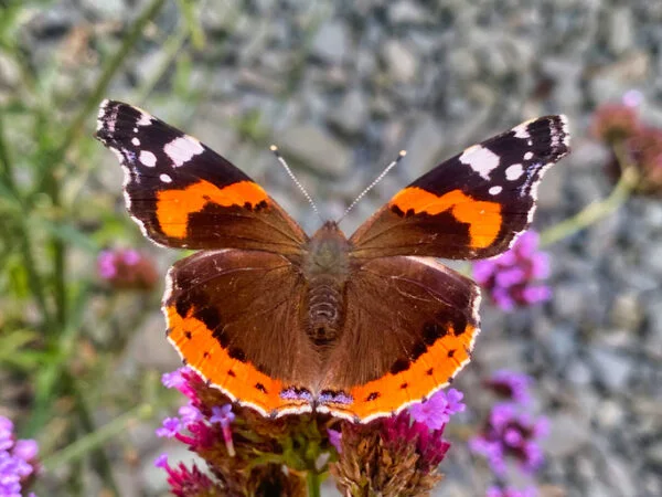 Red admiral butterfly sitting on a garden flower