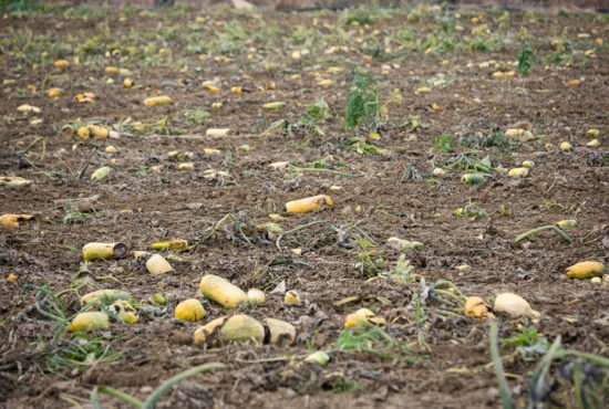 Field of rotten, mouldy courgettes in autumn.