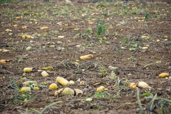 Field of rotten, mouldy courgettes in autumn.