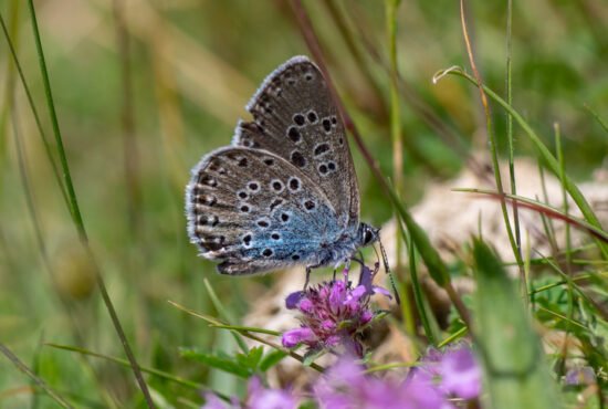 Large blue (Maculinea arion) butterfly nectaring