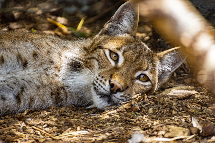 Close-up portrait of a lynx, with its eyes looking up on a hot summer day