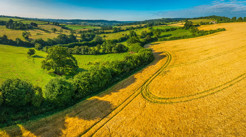 Aerial panoramic view over healthy green summer pasture and golden crops ripening in a picturesque rural landscape of patchwork pasture and country farms