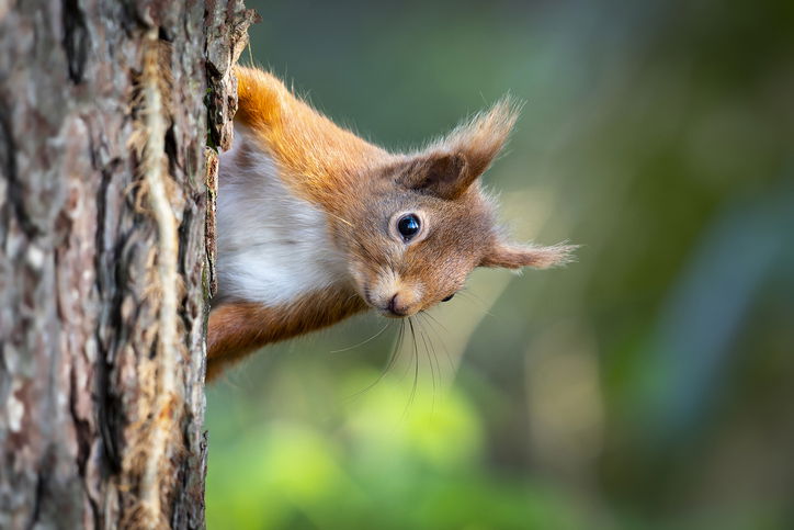 Red squirrel hiding around a tree
