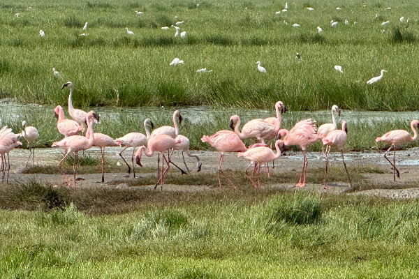 Lesser flamingos at the Katwe-Kabatoro region of Queen Elizabeth National Park