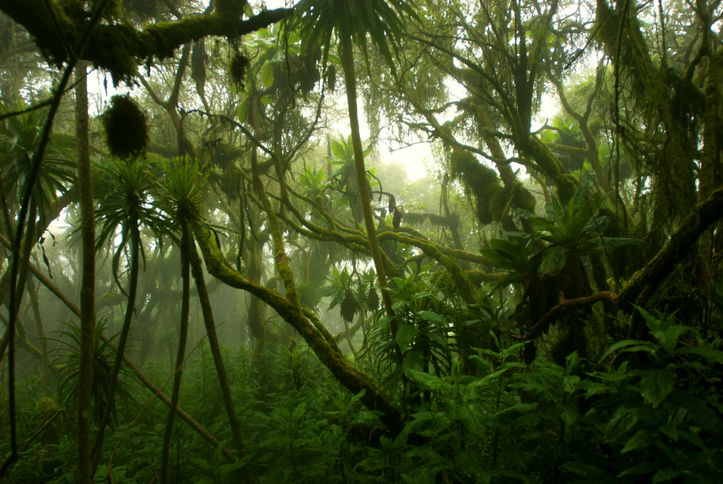Evergreen cloud forest on the slopes of Mt. Rwenzori