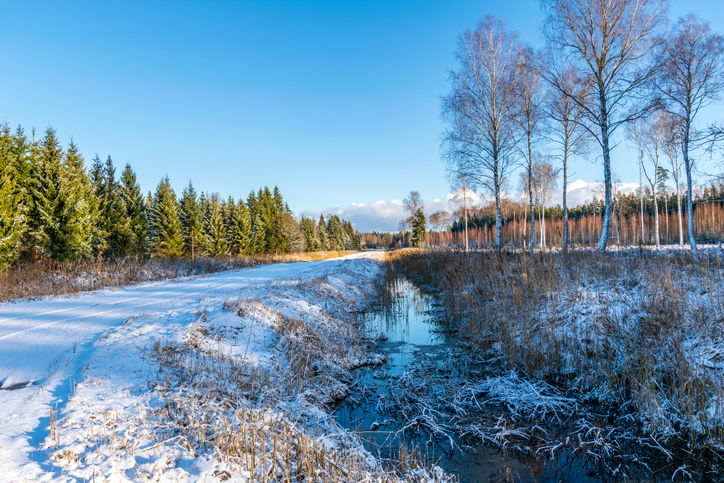 sunny day in forest in snowy winter time with blue sky and white snowflakes