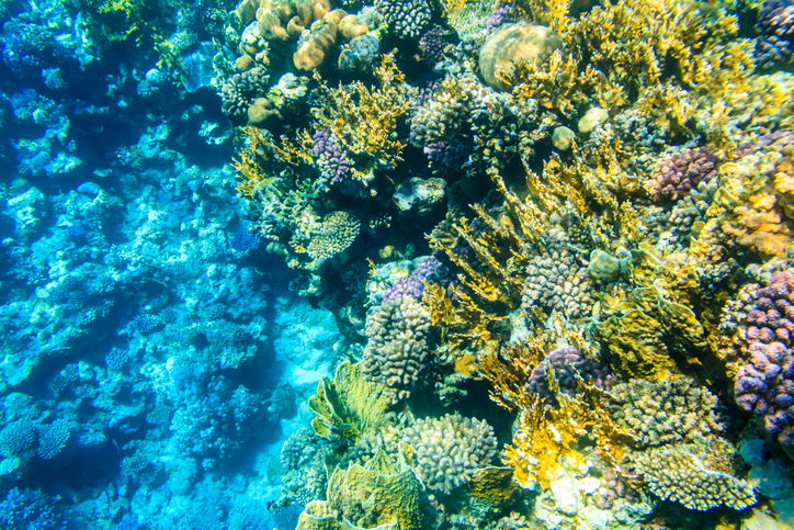Coral reef in the Red sea in Ras Mohammed national park