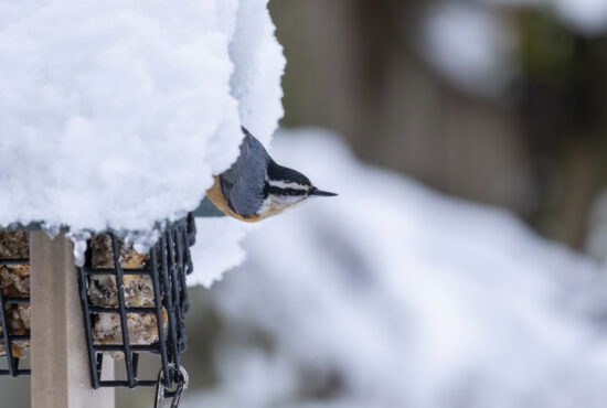 A red-breasted nuthatch eating at a suet feeder on a snowy day